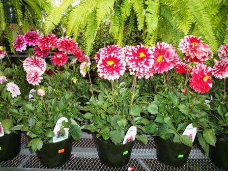 Hilo Plant Sale